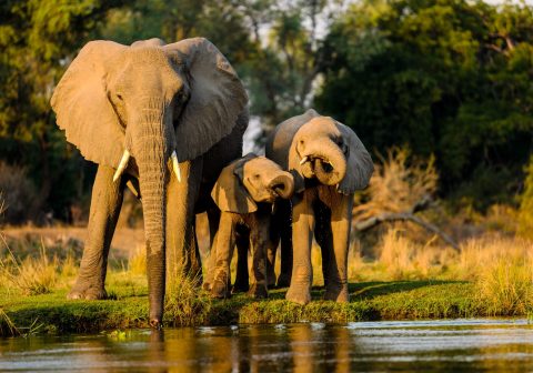 A closeup shot of elephants standing near the lake at sunset