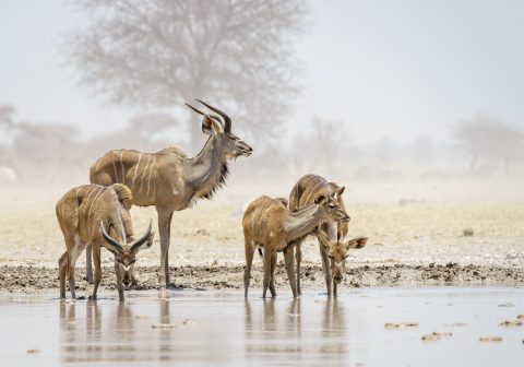 A small herd of Kudu drinking from the waterhole at Nxai Pan, Botswana.